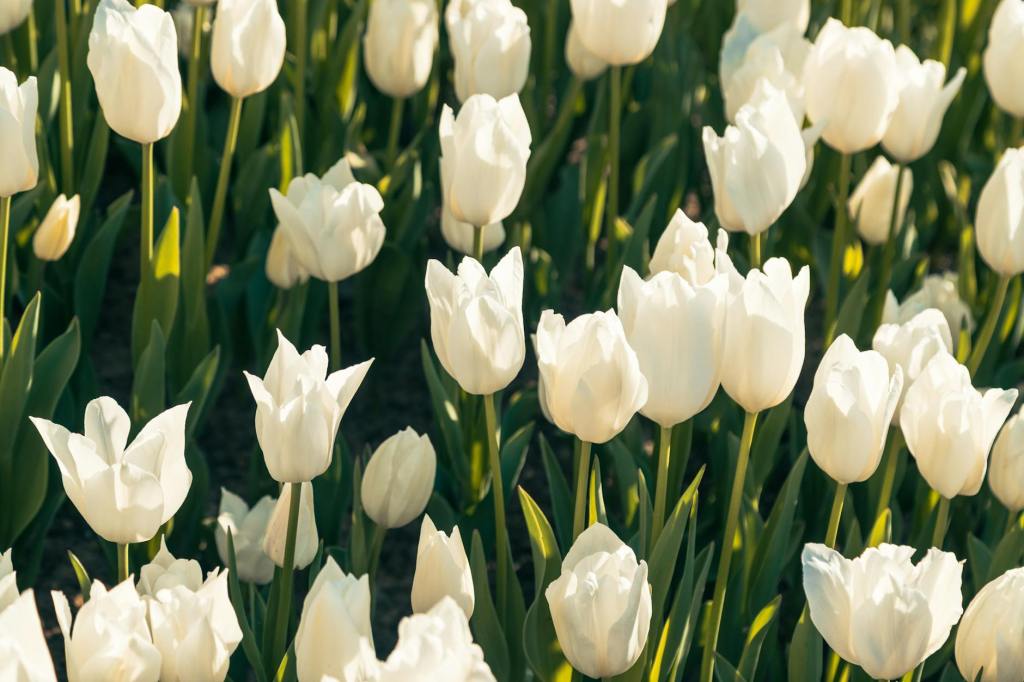 わくわく、どきどきを量産化する